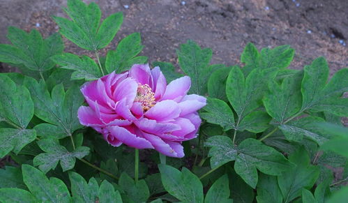 牡丹花開，苗木生機(jī)