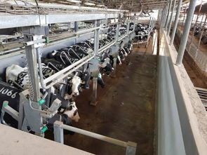 安樂福2019以色列奶牛高產(chǎn)探索之旅正式啟動(dòng) 科技引領(lǐng)，共筑高效養(yǎng)殖新篇章