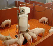 供養(yǎng)殖設(shè)備小豬喂料自動(dòng)加熱奶媽機(jī) 現(xiàn)代化養(yǎng)殖的智能幫手